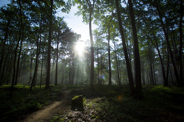 Fototapeta premium Foggy Woods