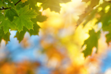 Naklejka na ściany i meble yellow maple leaves in autumn with beautiful sunlight