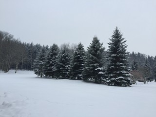 Tannenbäume im Schnee
