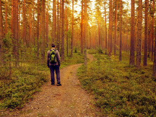 Fototapeta premium male tourist with a backpack in a pine forest on a path at sunset