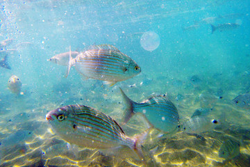 Wild Salema / Sarpa salpa in ocean / Canary Islands