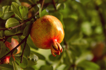 pomegranate hanging on a tree
