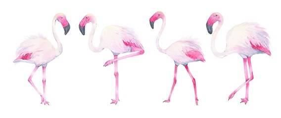 Watercolor hand painted tropical pink flamingo isolated on white background