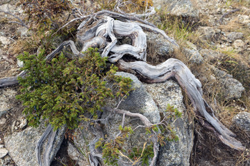 Fototapeta na wymiar dwarf pine crawling over the stone, Corsica mountains