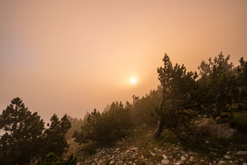 Brouillard de matin. Lever de soleil. Mont Ventoux, Provence, France.