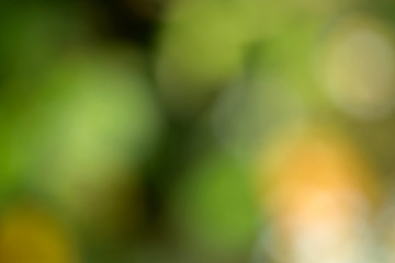 Abstract blurred green background, photo