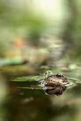 Wood frog 