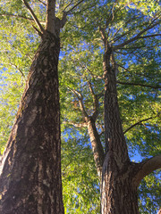 Trees Against Blue Sky