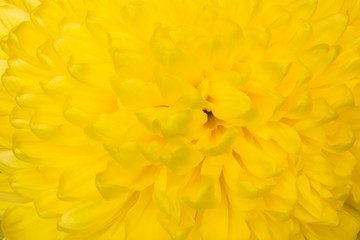 Close up of yellow aster flower : aster with yellow petals and yellow heart for background or texture