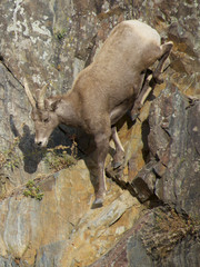 Fototapeta premium big Thompson River with Big Horn sheep in the canyon on way to RMNP