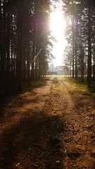 Obraz premium Солнце освещает лесную дорогу