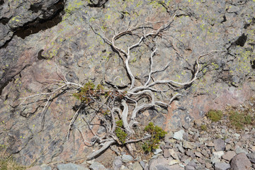dwarf pine crawling over the stone, Corsica mountains