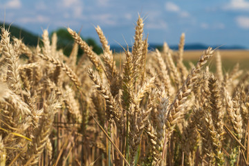 goldene Ähren