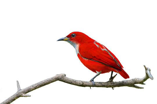 Colorful bird isolated on branch with white background, Red bird.