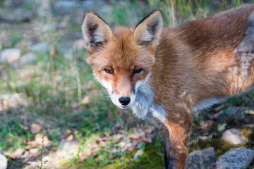 Red wild fox in the belorussian forest. Belovezhskaya pushcha.
