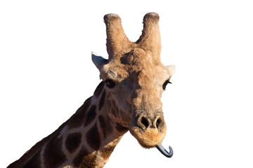 Obraz premium Freisteller/Nahaufnahme / Portrait einer afrikanischen Giraffe im Etosha Nationalpark, Namibia, Afrika, die die Zunge herausstreckt