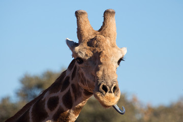 Obraz premium Nahaufnahme / Portrait einer afrikanischen Giraffe im Etosha Nationalpark, Namibia, Afrika, die die Zunge herausstreckt