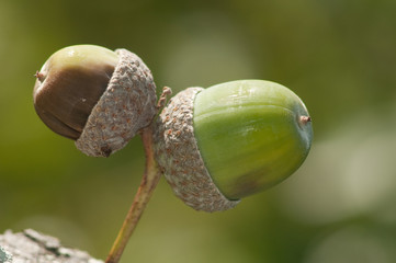 two acorns one green one brown on autumn oak 