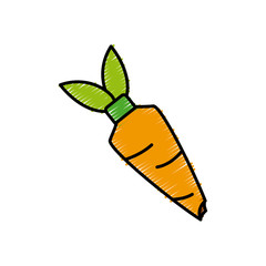 carrot vegetable draw icon vector illustration graphic design