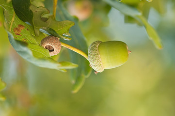 single acorn in green lit oak forest in autumn © mbz1