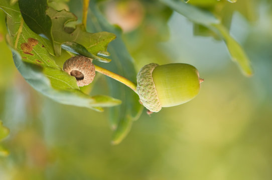 single acorn in green lit oak forest in autumn