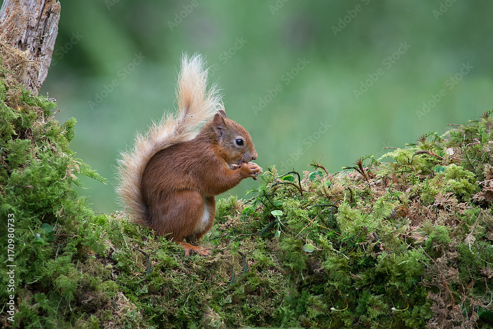 Fototapete a red squirrel sits on a tree trunk covered in lichen eating a nut showing its bushy tail