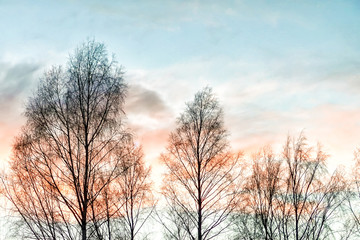 Morning sky in autumn with colorful clouds behind some trees