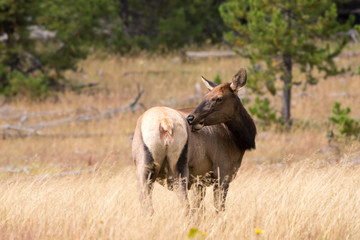 A female elk licking  an itch while grazing on the grasslands of Yellowstone National Park.