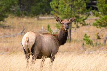 Naklejka na ściany i meble A female elk looking up at a nearby sound while grazing on the grasslands of Yellowstone National Park.