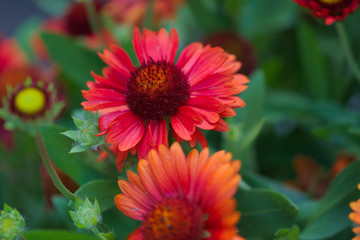 Gaillardia x grandiflora Burgunder