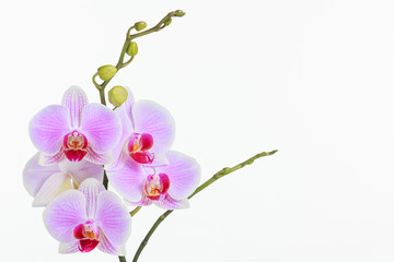 Inflorescence of butterfly orchid on white background