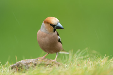 Hawfinch, Coccothraustes coccothraustes