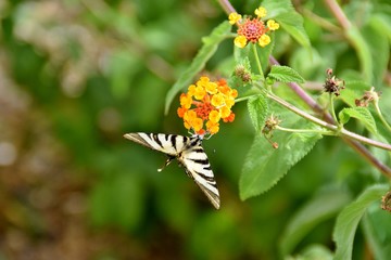 Farfalla Iphiclides podalirius su fiore di Lantana