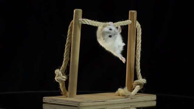 A small white hamster hangs on a wooden bar that stands on a mirror table, slow motion