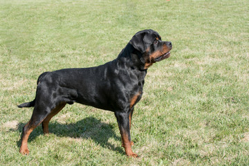 Rottweiler  on the grass.Selective focus on the dog