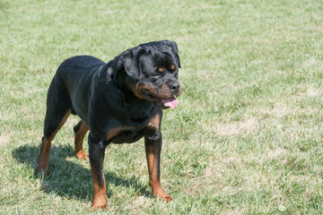 Fototapeta premium Rottweiler on the grass.Selective focus on the dog
