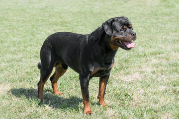 Young Purebred Rottweiler dog outdoors in the nature