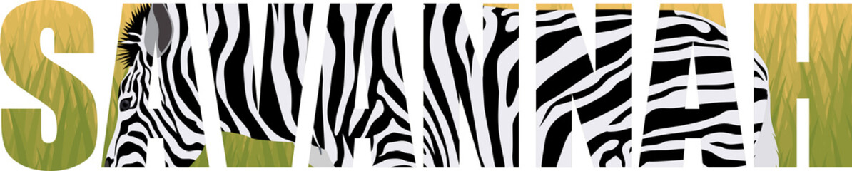 vector zebra in savannah illustration