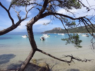 Porquerolles, vue sur la plage Notre-Dame avec un pin d’Alep tortueux (France)