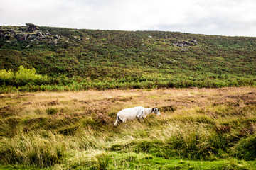 sheep on the moors