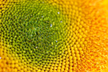 sunflower details