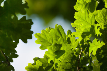 oak leaves close up