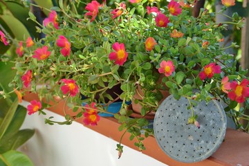 vaso di portulaca e pigna di un innaffiatoio