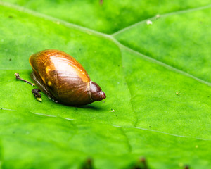 Small snail on a leaf