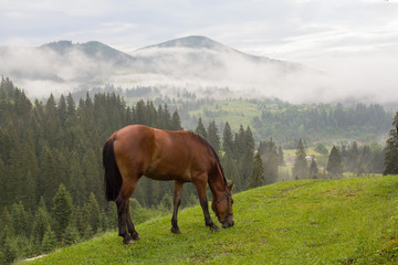 Fototapeta na wymiar Horse grazes in the morning on the mountain pasture. Carpathians