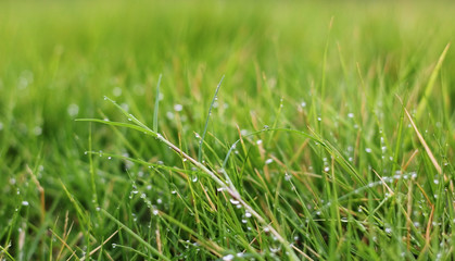 Beautiful Rain Drops On Grass In the Morning