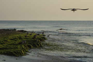 Seagulls on green seaweeds on seashore