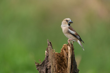 Hawfinch, Coccothraustes coccothraustes