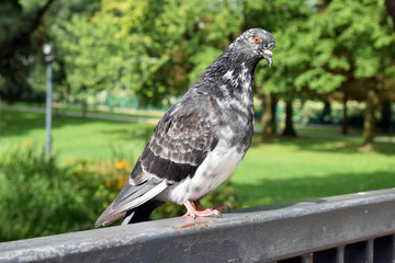 Gołąb pozujący w parku.