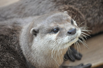 Petite loutre